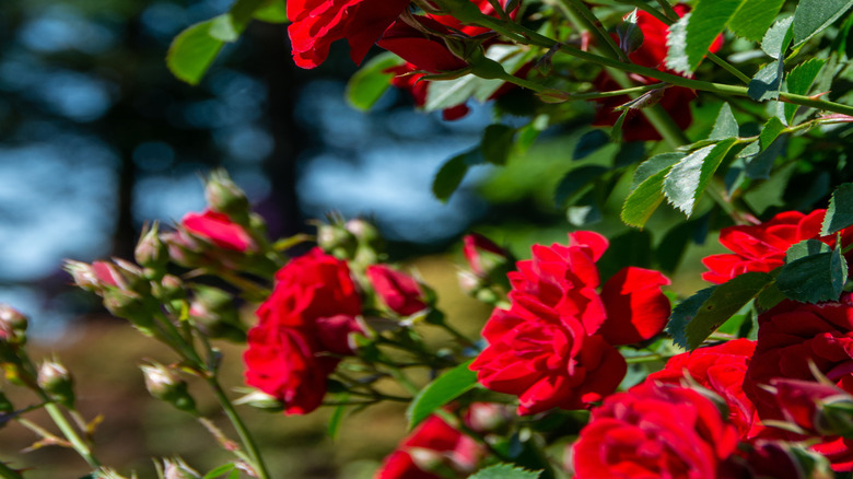 Bright red 'Cherry Frost' roses in bloom with green leaves.