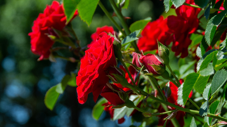 Bright red 'Cherry Frost' roses in bloom with green leaves.