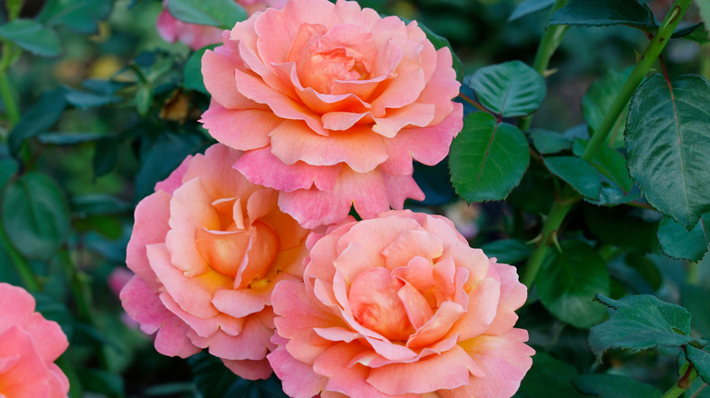 Pink and orange 'Easy Does It' roses in bloom with green foliage in the background.