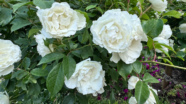 White climbing 'Iceberg' roses in bloom with green leaves and violet flowers in the background.