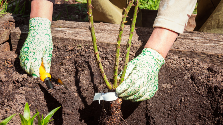 Pink and red roses with green leaves in bloom.
