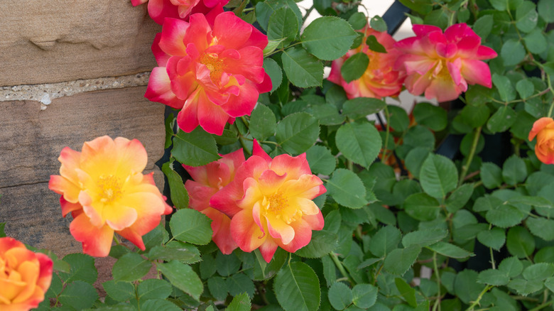 'Joseph's Coat' roses in bright pink, yellow, and dark pink with green foliage climbing a trellis.