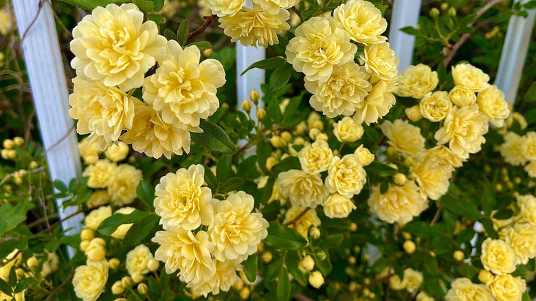 Yellow 'Lady Banks' roses with green foliage climbing a while trellis or fence.