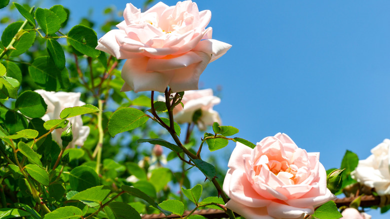 Pale pink 'New Dawn' roses with green leaves in the bright sunshine.