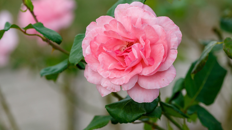 A pink 'Queen Elizabeth' rose with green foliage.