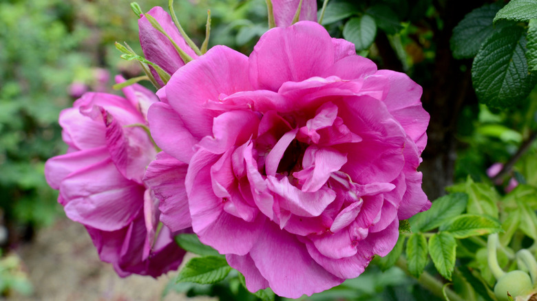 Rose pink 'Roseraie de l'Hay' in full bloom with greenery in the background.