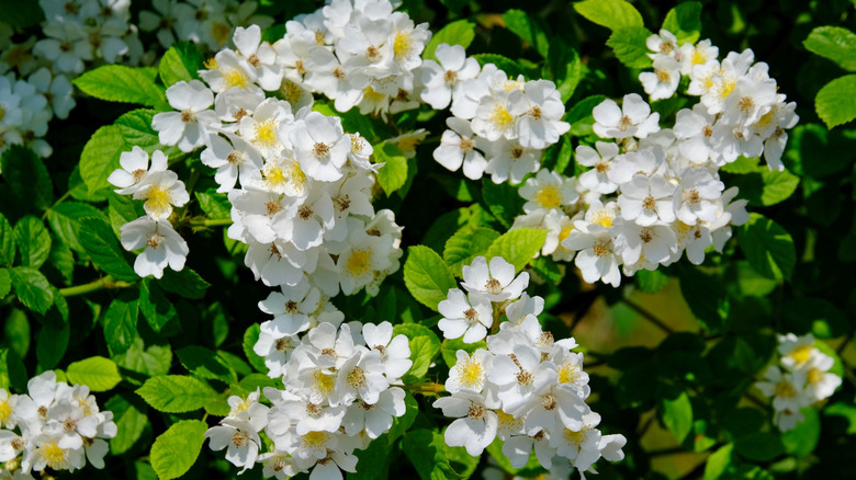 'Sally Holmes' white roses in bloom with green foliage in the background.