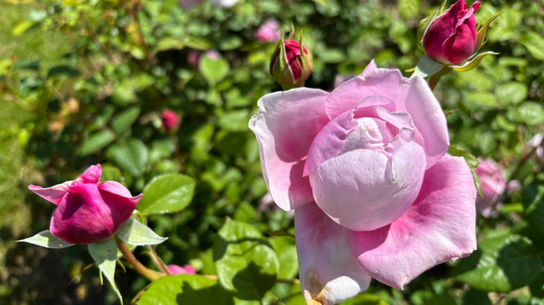 A pink 'Spirit of Freedom' rose in bloom with closed buds ready to bloom.