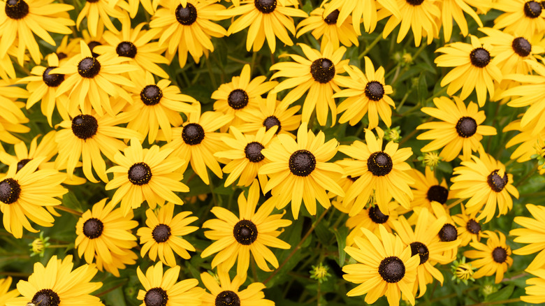 Summer Black Eyed Susans Blooming