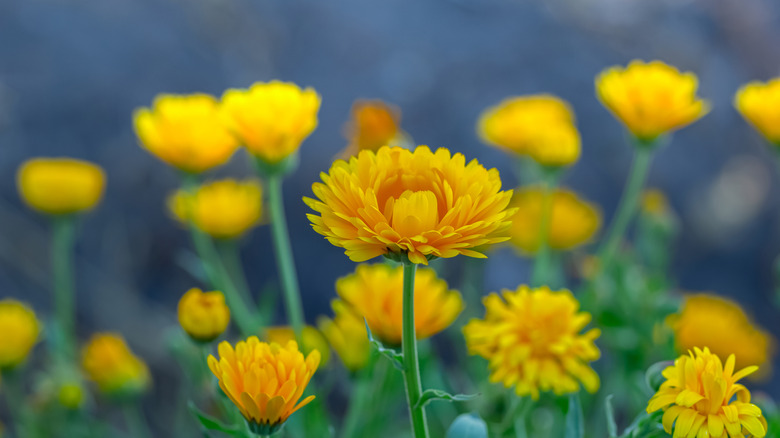 Bright yellow calendulas are blooming in sunny summer garden