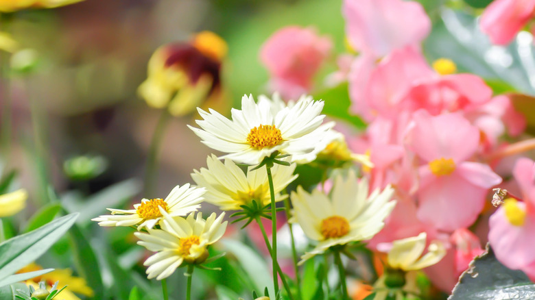 Coreopsis tinctoria Nana in the garden