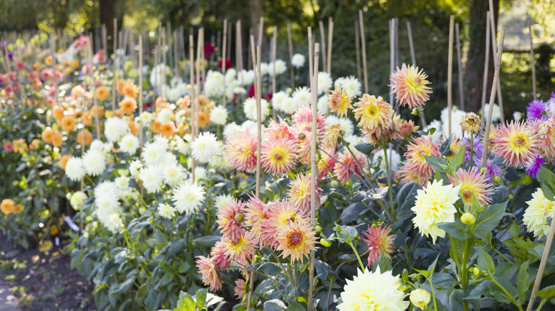 Rows of multicolored dahlias in bloom