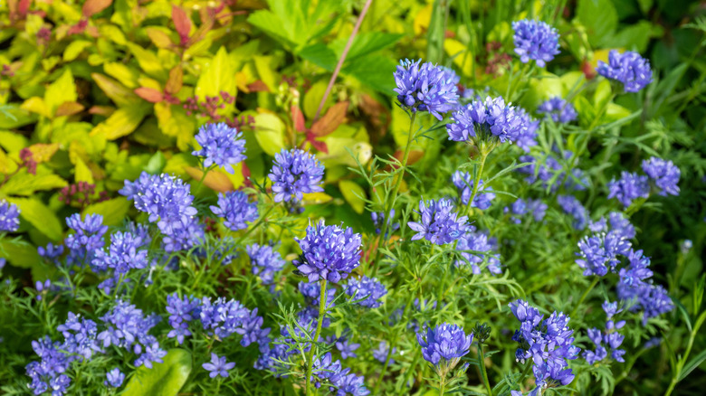 Gilia capitata or Blue Gilia flowers blooming in garden.