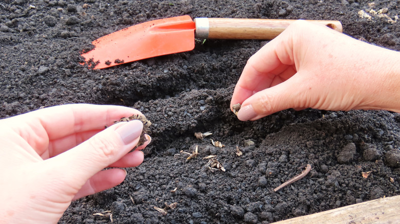 Person sowing zinnia seeds