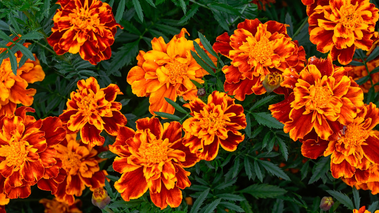 Closeup of marigold flowers in bloom
