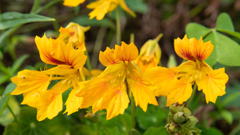 Close up of yellow garden nasturtium (tropaelum majus) flowers in bloom