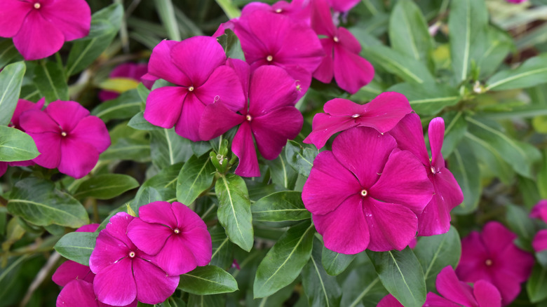 Madagascar periwinkle or rose periwinkle flowers in bloom