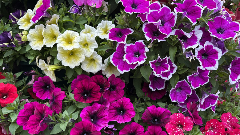 Different colored petunia flowers in bloom