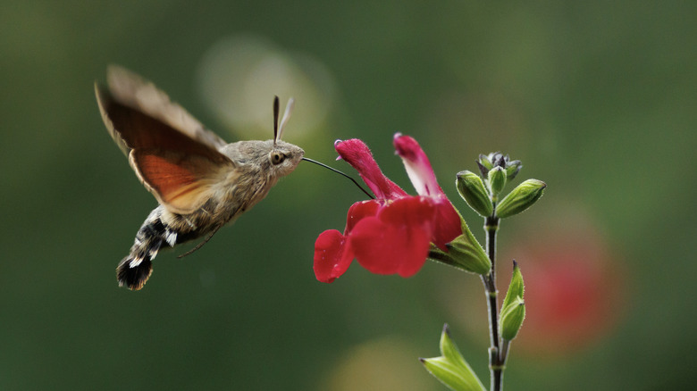 A hummingbird hawk moth pollinates a salvia