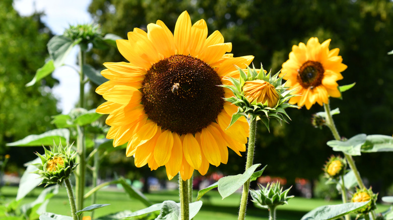 A single sunflower in bloom in a field