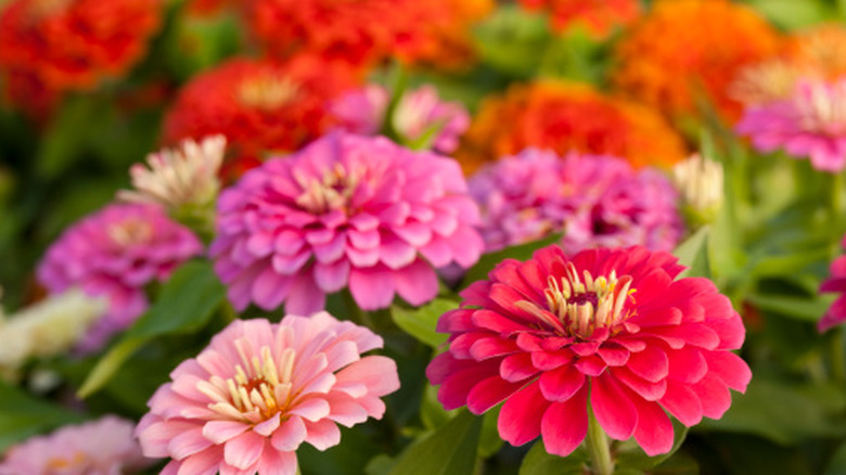 Colorful zinnias in the garden.