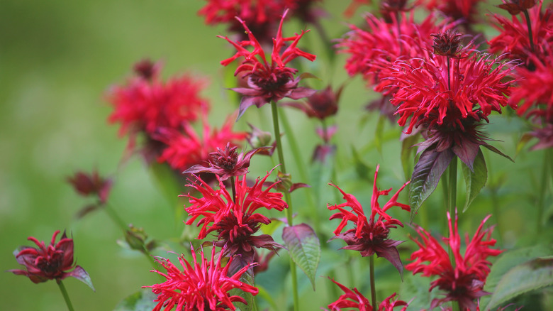 Red bee balm flowers