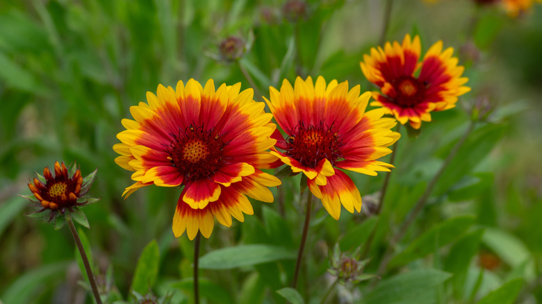 Yellow and red blanketflower blooms