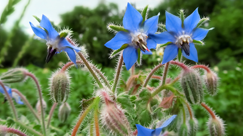Blue borage flowers