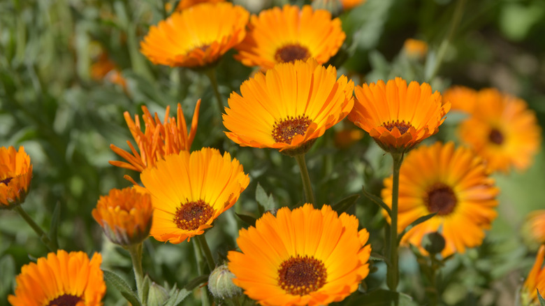 Orange calendula blooms