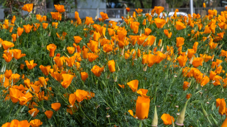Orange California poppy flowers