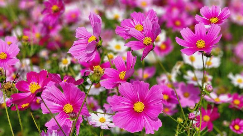 Colorful cosmos flowers