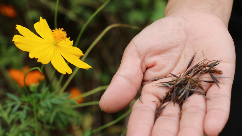 Cosmos seeds in hand near yellow cosmos flower