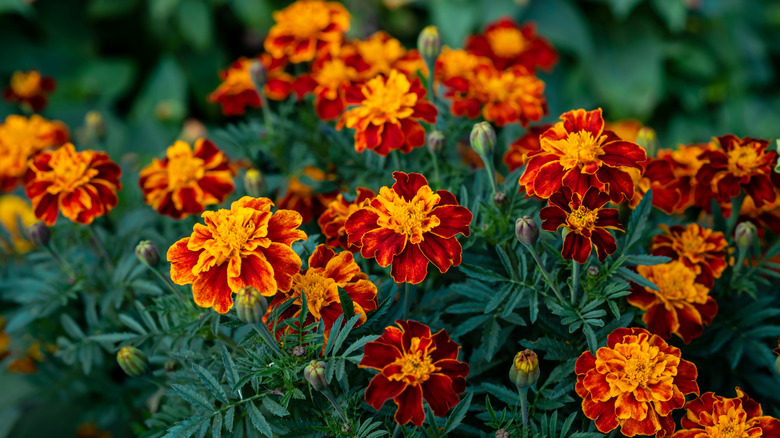 Orange and red marigold flowers
