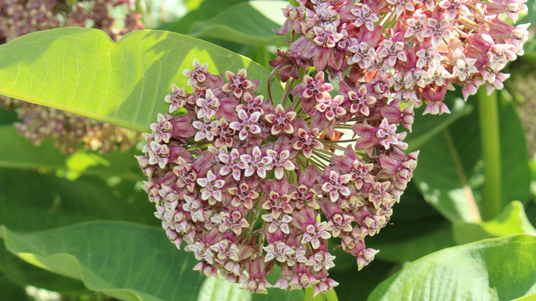 Milkweed flower heads covered with pinkish, star-shaped blooms