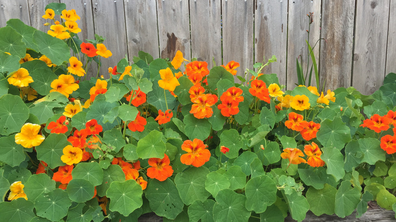 Orange and yellow nasturtium flowers
