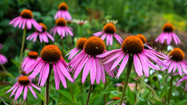 Purple coneflower blooms