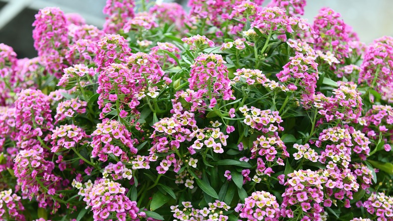 Tiny pink and white flowers on sweet alyssum plant