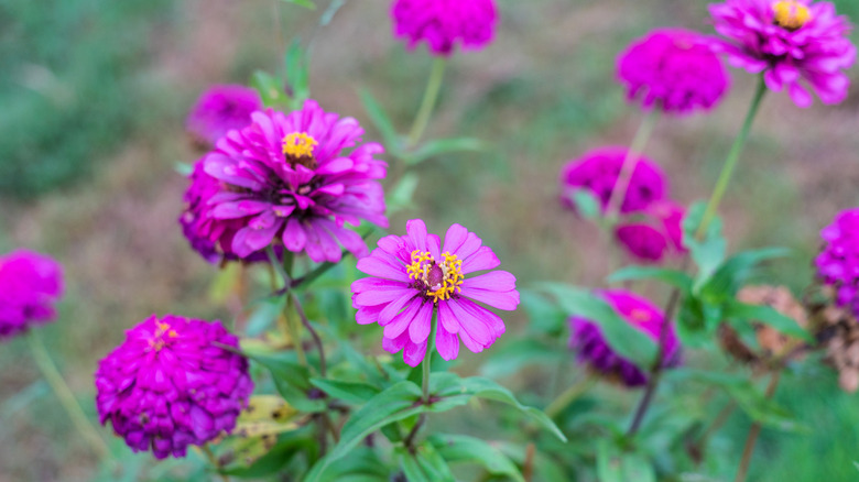 Purplish pink zinnia blooms