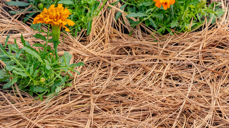 A flower bed mulched with pine straw