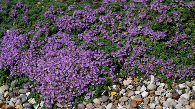 A garden bed planted with a purple-flowering ground cover