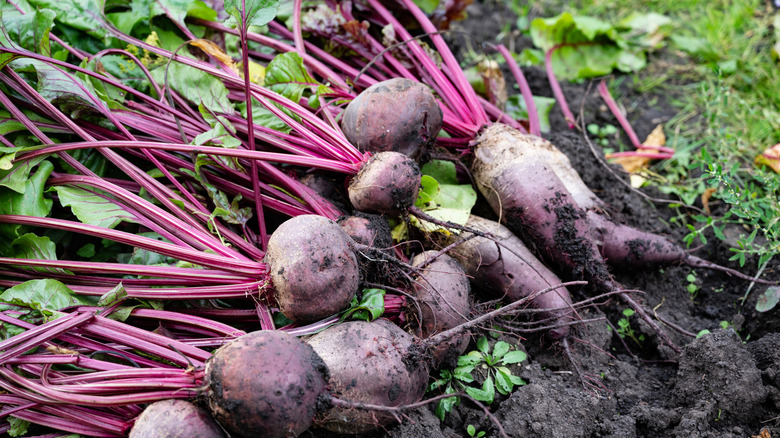 Freshly harvested beets from a garden in soil