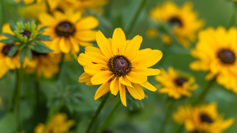 Detail of a black-eyed Susan flower in bloom with others in background