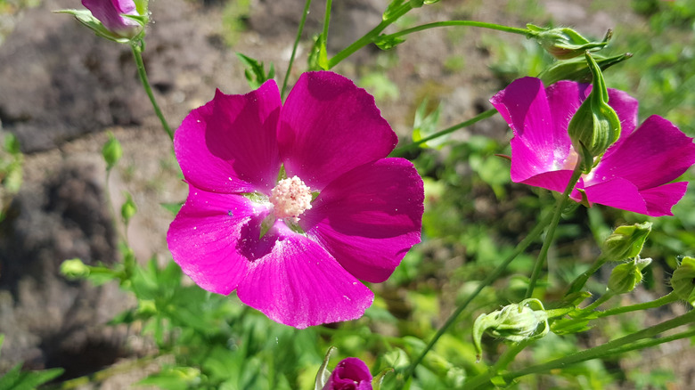 Detail of two Bush's poppy mallow (Callirhoe bushii) flowers