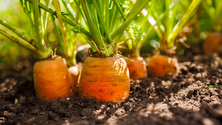 Close-up of fresh carrots growing in rich soil