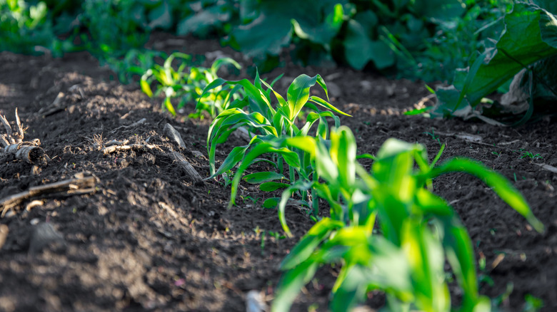 Young corn plants growing in a vegetable garden