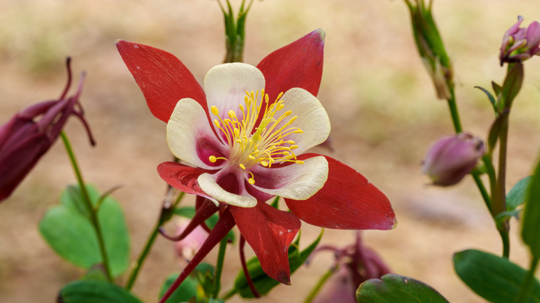 Close-up of white and red Columbine flowers blooming