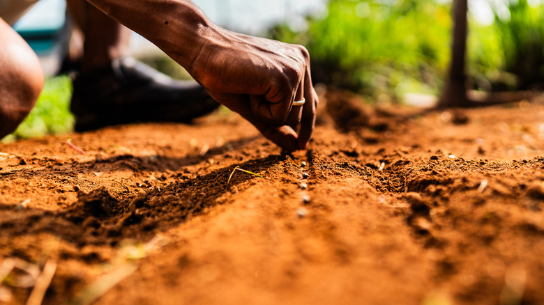 Close-up of hand planting seeds into soil