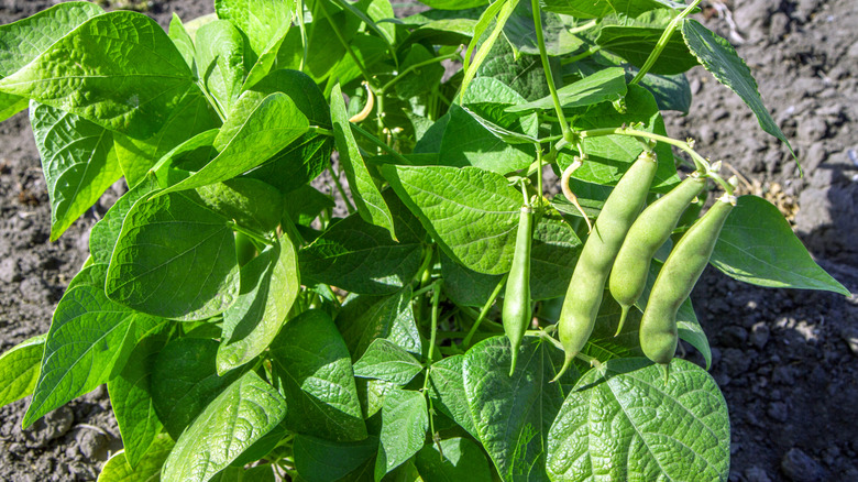 A green bean bush in a vegetable garden.
