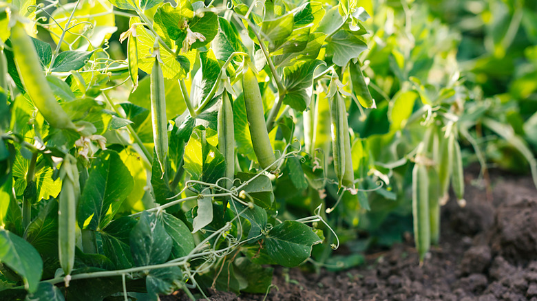 Peas (Pisum sativum) growing in a garden
