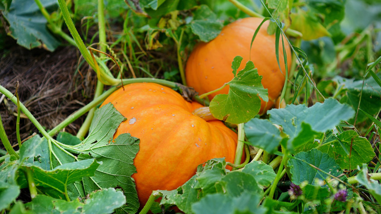 Pumpkin patch with orange gourds and green leaves